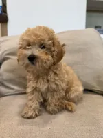 BonBon, a female Schnoodle for sale in Willard, MO – 2 of 5