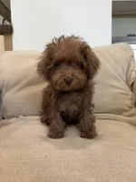 Rosita Rosy Rose , a female Schnoodle for sale in Willard, MO – 2 of 5