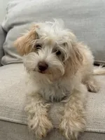 Scout , a male Schnoodle for sale in Willard, MO – 2 of 5