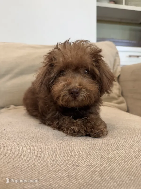 Rosita Rosy Rose  – Schnoodle puppy for sale in Willard, MO