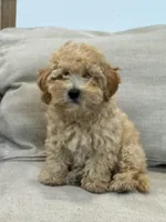 BonBon, a female Schnoodle for sale in Willard, MO – 1 of 5