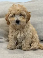BonBon, a female Schnoodle for sale in Willard, MO – 3 of 5