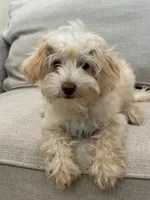 Scout , a male Schnoodle for sale in Willard, MO – 3 of 5