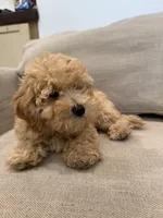 BonBon, a female Schnoodle for sale in Willard, MO – 4 of 5