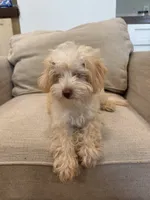 Scout , a male Schnoodle for sale in Willard, MO – 4 of 5