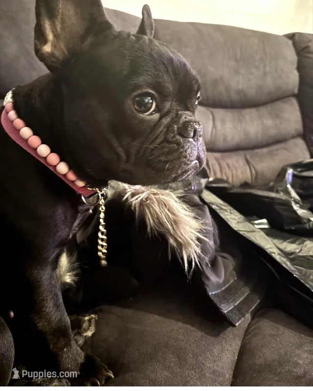 Mia – French Bulldog puppy for sale in Randolph, MA