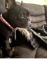 Mia, a female French Bulldog for sale in Randolph, MA – Photo 1 of 5