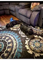 Mia, a female French Bulldog for sale in Randolph, MA – Photo 3 of 5