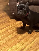 Mia, a female French Bulldog for sale in Randolph, MA – Photo 2 of 5