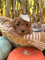 Honey , a female Miniature Goldendoodle for sale in Bridgewater, VA – 3 of 3