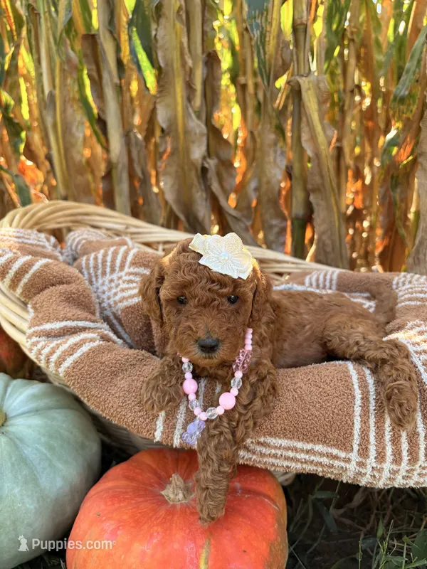 Honey  – Miniature Goldendoodle puppy for sale in Bridgewater, VA