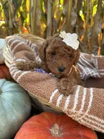 Honey , a female Miniature Goldendoodle for sale in Bridgewater, VA – 2 of 3