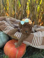 Pearl, a female Miniature Goldendoodle for sale in Bridgewater, VA – 3 of 4