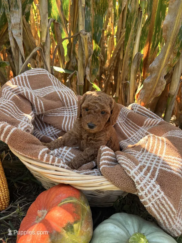 Scout – Miniature Goldendoodle puppy for sale in Bridgewater, VA