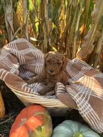 Scout, a male Miniature Goldendoodle for sale in Bridgewater, VA – 1 of 3
