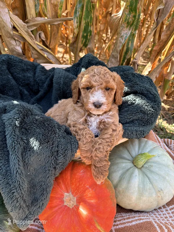 Rufus – Miniature Goldendoodle puppy for sale in Bridgewater, VA