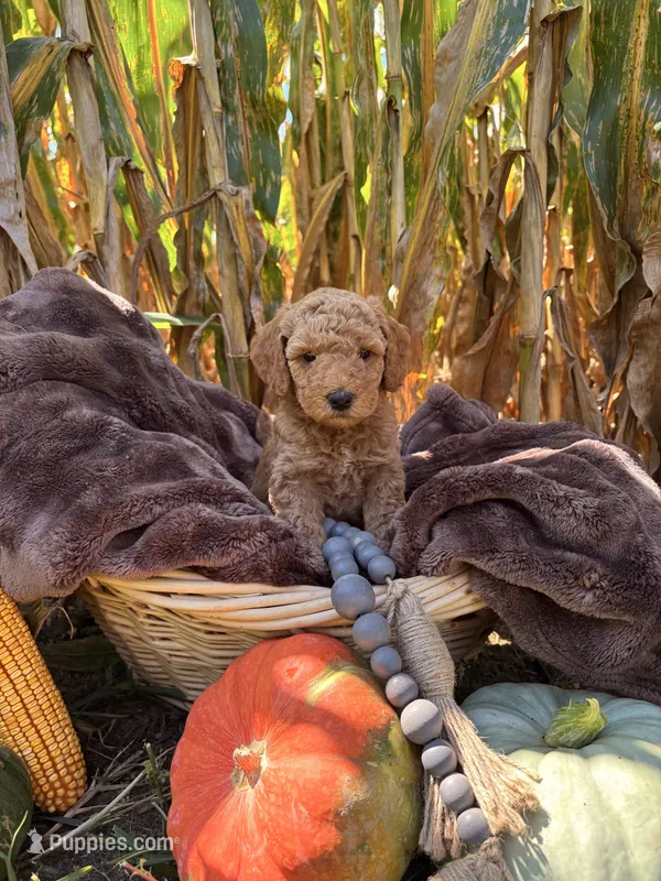 Boone – Miniature Goldendoodle puppy for sale in Bridgewater, VA