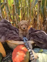 Boone, a male Miniature Goldendoodle for sale in Bridgewater, VA – 1 of 1