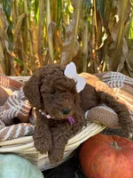 Ruby, a female Miniature Goldendoodle for sale in Bridgewater, VA – 2 of 4