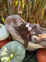 Ruby, a female Miniature Goldendoodle for sale in Bridgewater, VA – 4 of 4