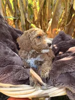Rufus, a male Miniature Goldendoodle for sale in Bridgewater, VA – 2 of 4