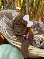 Ruby, a female Miniature Goldendoodle for sale in Bridgewater, VA – 3 of 4