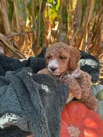 Rufus, a male Miniature Goldendoodle for sale in Bridgewater, VA – 3 of 4