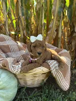 Goldie, a female Miniature Goldendoodle for sale in Bridgewater, VA – 6 of 6