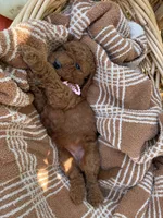 Pearl, a female Miniature Goldendoodle for sale in Bridgewater, VA – 4 of 4