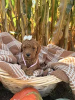 Goldie, a female Miniature Goldendoodle for sale in Bridgewater, VA – 2 of 6