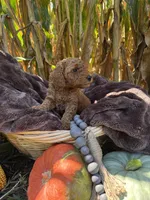 Scout, a male Miniature Goldendoodle for sale in Bridgewater, VA – 3 of 3