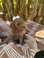 Goldie, a female Miniature Goldendoodle for sale in Bridgewater, VA – 3 of 6