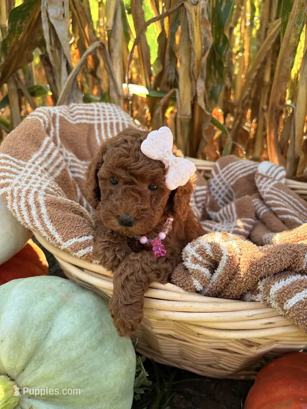 Ruby – Miniature Goldendoodle puppy for sale in Bridgewater, VA