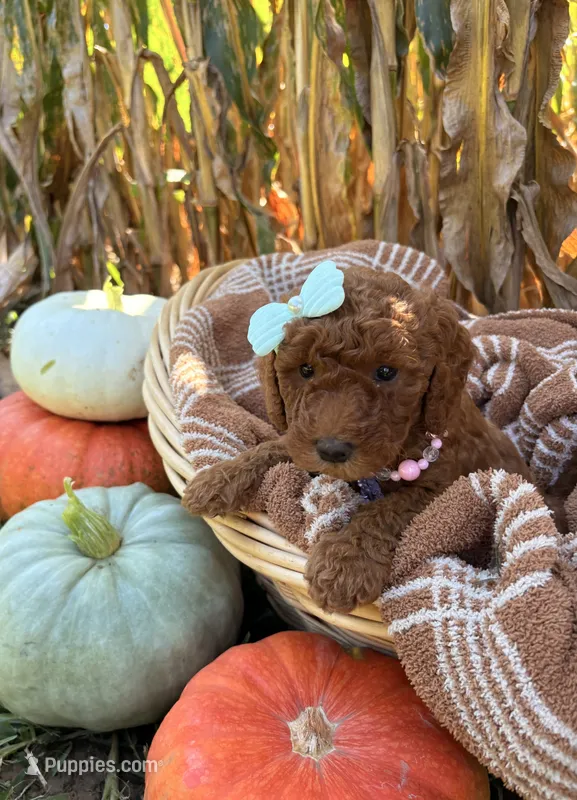 Pearl – Miniature Goldendoodle puppy for sale in Bridgewater, VA