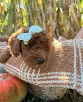 Pearl, a female Miniature Goldendoodle for sale in Bridgewater, VA – 2 of 4