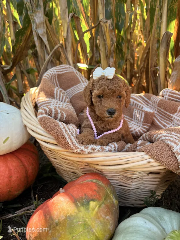 Goldie – Miniature Goldendoodle puppy for sale in Bridgewater, VA