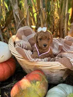 Goldie, a female Miniature Goldendoodle for sale in Bridgewater, VA – 1 of 6