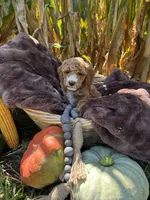 Rufus, a male Miniature Goldendoodle for sale in Bridgewater, VA – 4 of 4