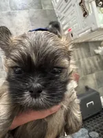 Lester #1, a male Shih Tzu for sale in Charlotte, NC – 8 of 10
