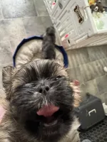 Lester #1, a male Shih Tzu for sale in Charlotte, NC – 4 of 10