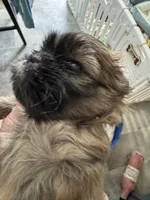 Lester #1, a male Shih Tzu for sale in Charlotte, NC – 6 of 10