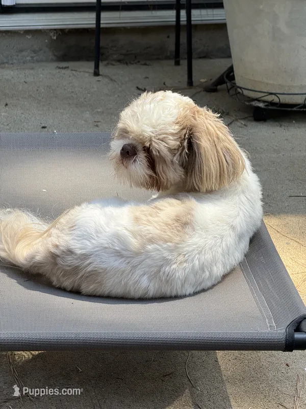 Finnley  – Shih Tzu puppy on hold in Charlotte, NC