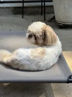 Finnley , a male Shih Tzu for sale in Charlotte, NC – 1 of 3