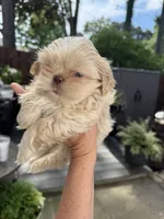 Molly #5, a male Shih Tzu for sale in Charlotte, NC – 6 of 10