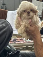 Molly #5, a male Shih Tzu for sale in Charlotte, NC – 8 of 10