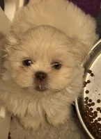 Boss #7, a male Shih Tzu for sale in Charlotte, NC – 7 of 15