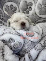 Boss #7, a male Shih Tzu for sale in Charlotte, NC – 2 of 15
