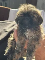 Lester #1, a male Shih Tzu for sale in Charlotte, NC – 7 of 10