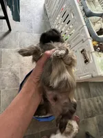 Lester #1, a male Shih Tzu for sale in Charlotte, NC – 10 of 10
