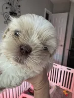 Molly #5, a male Shih Tzu for sale in Charlotte, NC – 4 of 10